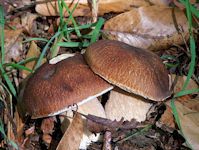 Les c�pes - funghi porcini