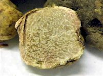 Tuscan white truffle
