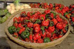 Tuscan peppers